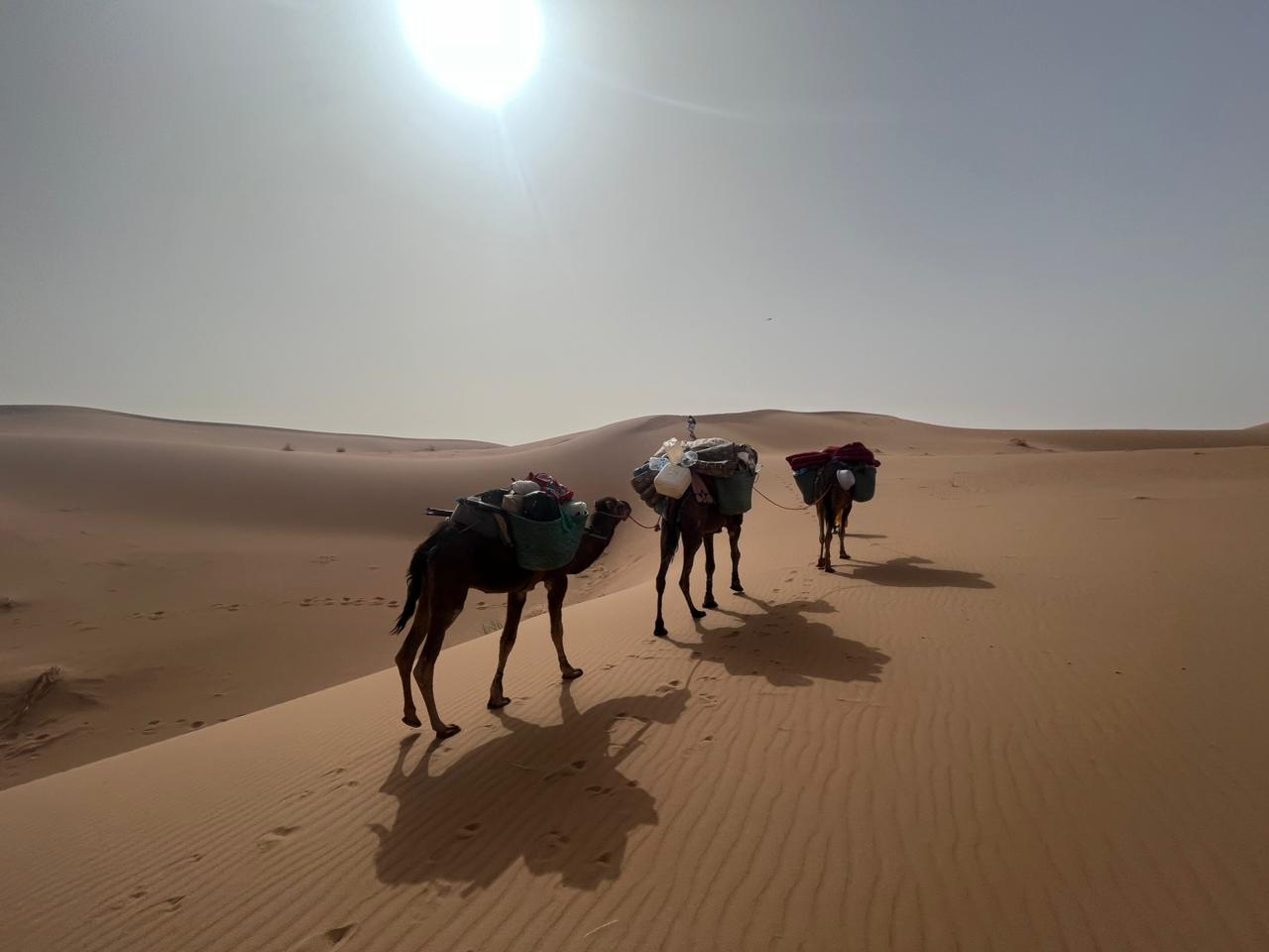 1b3e4277 1994 4e8e a057 46cf28be46a5